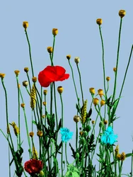 Vallmo och blommor, 2019 (digital blandteknik)