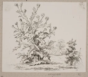 Tisteln och rosen