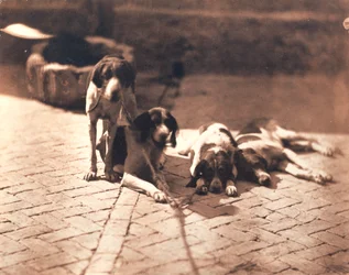 Jakthundar, ca 1853 (salttryck)