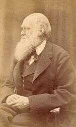Porträtt av Charles Darwin vid 72 års ålder, ca 1871 (albumintryck)