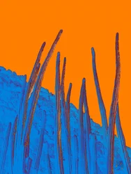 Blå kaktusar och orange himmel