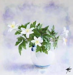 Ömtåliga vita vårblommor