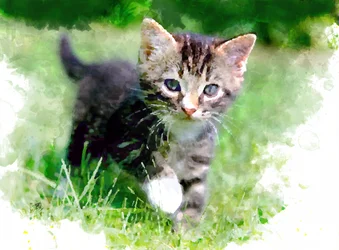 En lekfull kattunge i gräset