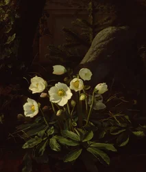 Hellebores in a Rockery (olja på duk)