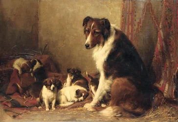 En Collie med sina valpar