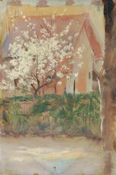 Vitt blommande träd på gården