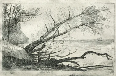 Gamla Sycamore, 1877.