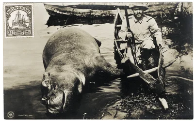 Tysk jägare med flodhäst, Tyska Östafrika, c.1910
