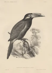 Selenidera Spectabilis, litho av Bowen und Co., 1850