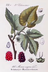 Blad och frukter av svart mullbär (Morus nigra), konstverk av Otto Wilhelm Thome (1840-1925) från Flora von Deutschland, Osterreich und der Schweiz (Flora i Tyskland, Österrike och Schweiz)
