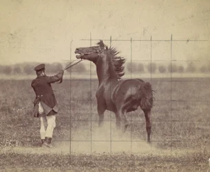 Häst, 1884.