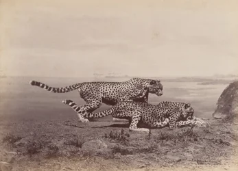 [Två geparder], 1888.