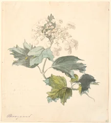 Kalkved. (Viburnum).