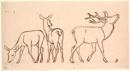 Kronhjort och två hundar