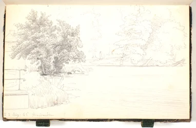 Skog vid en sjö