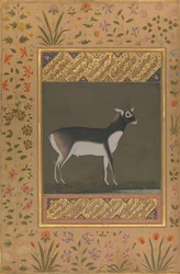 Blackbuckantilop, blad ur Shah Jahan-albumet, recto: ca. 1615-20, verso: ca. 1530-50.