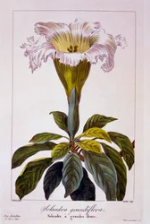 Chalice Vine, pub. 1836.