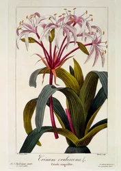 Rodnande hår, pub. 1836
