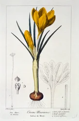 Krokus Maesiacus, 1836.