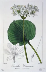 Euricles coronata, pub. 1836.