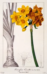 Narcissus Tazetta, pub. 1836.