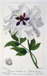 Paeonia Suffruticosa, pub. 1836.