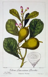 Peretta Lemon, pub. 1836.