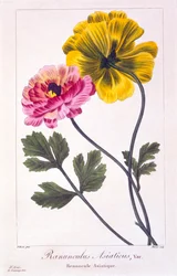 Persisk smörblomma, pub. 1836.