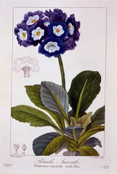 Primula auricula, pub. 1836.