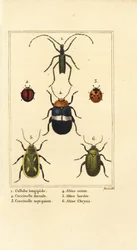 Callidium longipes 1, nyckelpigor, Jauravia dorsalis 2, Coccinella septempunctata 3, loppbaggar, Altica emarginata 4, Altica emarginata 5 och Altica chrysis 6