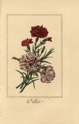 Nejlika eller nejlika rosa, oillet, Dianthus caryophyllus