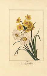 Påsklilja varieites, Narcisse, Narcissus poeticus och Narcissus pseudonarcissus