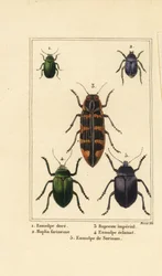 Dogbanebagge, Chrysochus auratus 1, Hoplia argentea 2, banksia juvelbagge, Cyrioides imperialis 3, Eumolpus fulgidus 4 och Eumolpus surinamensis 5