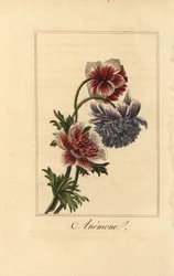 Hybrid vallmoanemon, Anemone coronaria