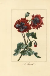 Hybrid variation av vallmo, pavot, Papaver rhoeas