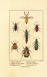 Lampyrisbagge, rovbagge, Staphylinus erythropterus 2, Staphylinus art 3, Ampedus sanguineus 4, Silpha pedeonta 5, Temnoscheila virescens 6 och rosenskav, Cetonia aurata 7