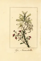 Lilja och röd evigt, Lys och odödlig, vit lilja och blodig Helichrysum