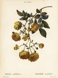 Multiflora ros eller japansk ros, Rosa multiflora, Rosier multifore