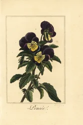 Pensé, pensee, Viola tricolor var.