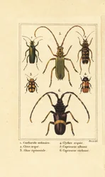 Spansk flugbagge, Lytta vesicatoria 1