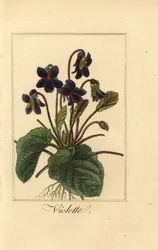 Söt viol, Violette, Viola odorata