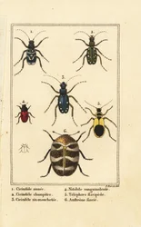 Tigerbaggar, Cicindela sinuata 1, Cicindela campestris 2, Cicindela sexguttata 3, Nitidula blodfläckade 4, varierad mattbagge, gulaktig telefor 5, Anthrenus verbasci 6