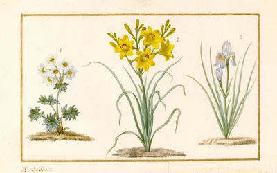 Annemone, Hemerocale och Iris (detalj) (grafit, wc och kroppsfärg på veläng)