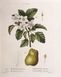 Krabbaäpple (Malus coronaria), Henry Louis Duhamel du Monceau, botanisk platta av Pancrace Bessa