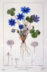 Hepatica nobilis, 1836 (handfärgad gravyr)