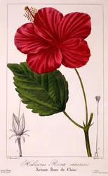 Hibiscus rosa-sinensis, 1836 (handfärgad gravyr)