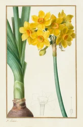 Polyanthus eller Cluster Narcissus Botanical: Narcissus tazetta, 1836.
