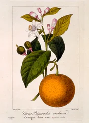 Söt apelsin: Citrus sinensis var. Bigaradia violacea, 1836 (handfärgad gravyr)