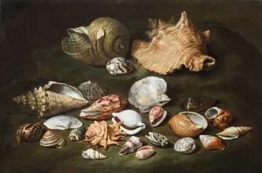 "Still life with shells" Målning av Paolo Porpora (1617-1673), - Olja på duk, storlek 44,5x67 cm Fondation Custodia