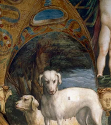 Ett par hundar, detalj från Myth of Diana and Actaeon, av Francesco Mazzola känd som Parmigianino (1503-1540), fresk, norra sidan av Room of Diana and Actaeon, Rocca Sanvitale, Fontanellato, nära Parma, Italien, cirka 1524